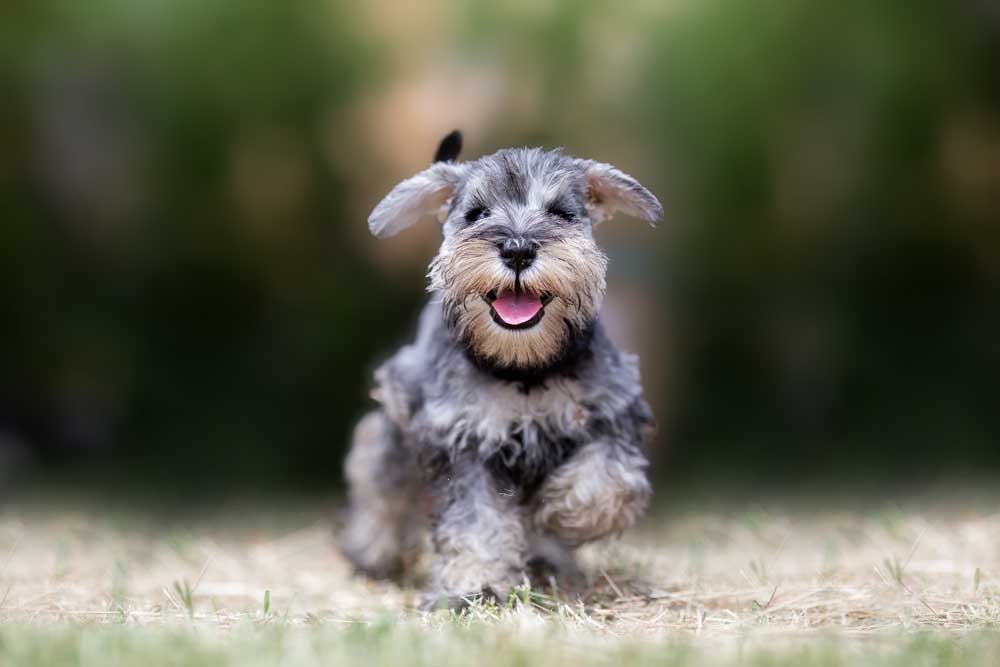 Cuidamos de las mascotas en edad avanzada