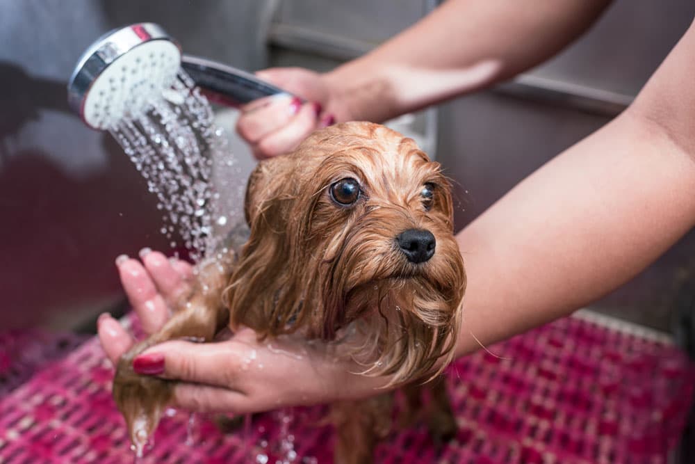 Servicios veterinarios a domicilio en Culleredo