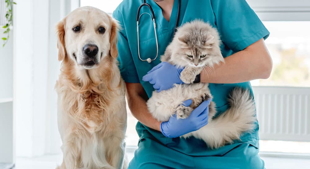 Veterinario en Culleredo