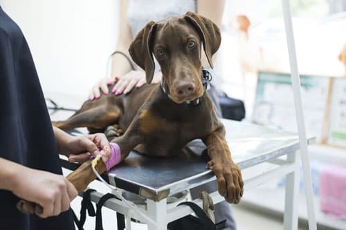 Servicios veterinarios en Culleredo