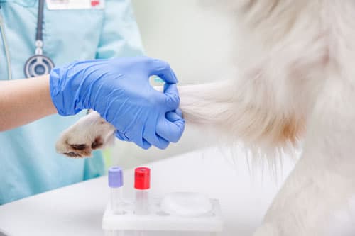 Medicina veterinaria en Culleredo