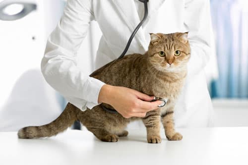 Centro veterinario en Culleredo