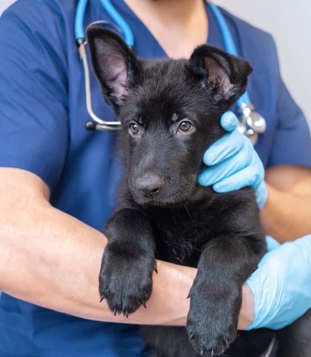 Habla con nuestro equipo veterinario en Culleredo