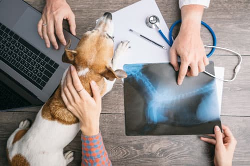 Veterinario en Culleredo