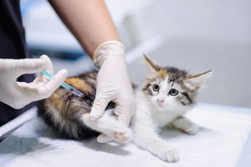Veterinario de urgencia en Culleredo